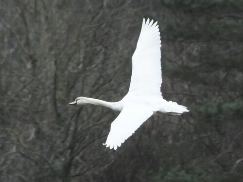 iNaturalist image