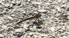 Phanogomphus lividus
