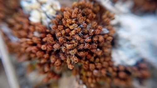 Pleurochaete squarrosa observed 2026-10-20