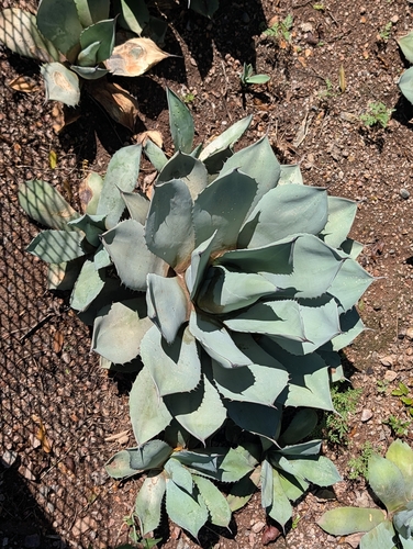Parry's agave