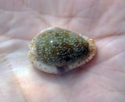 Cypraea erosa observed 2026-10-22