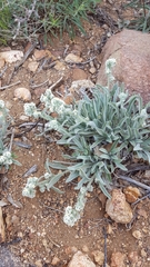 Oreocarya suffruticosa setosa
