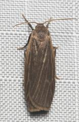 Crambidia lithosioides