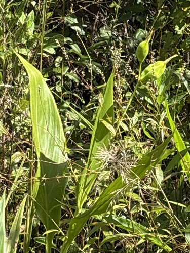 Canna flaccida observed 2026-10-23