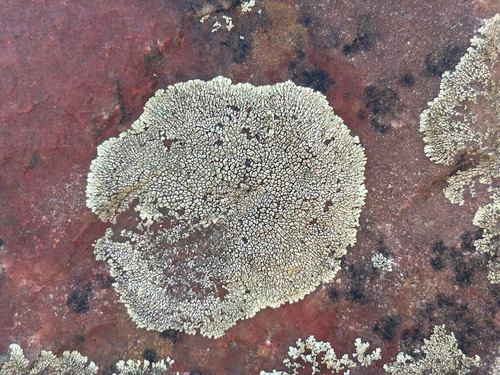 Dimelaena oreina observed 2026-10-23