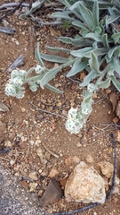 Oreocarya suffruticosa setosa