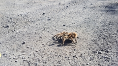 Phrixotrichus vulpinus