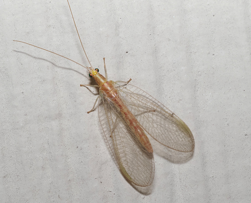 Weeping Green Lacewing