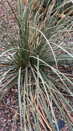 Foothill Beargrass