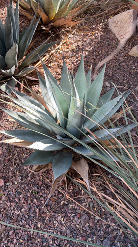 Parry's agave