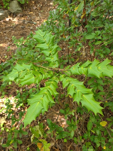 Mahonia japonica, 2026-10-23