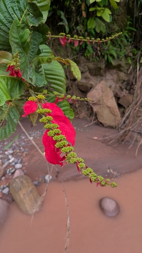 Mussaenda observed 2026-10-23