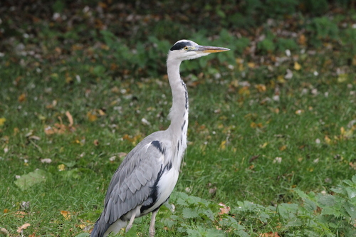 iNaturalist image