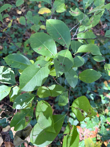 black cherry photograph by the iNaturalist community