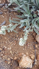 Oreocarya suffruticosa setosa