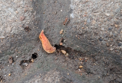 Solenopsis geminata observed 2026-10-23