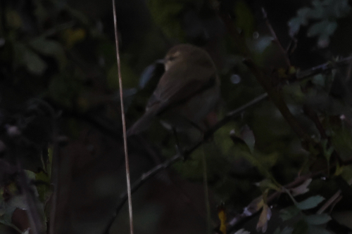 Common Chiffchaff photograph by the iNaturalist community