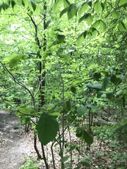 Dichomeris ligulella