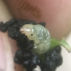 Dichomeris ligulella