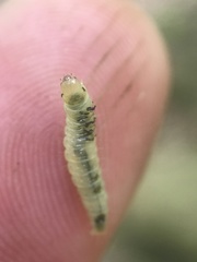 Dichomeris ligulella