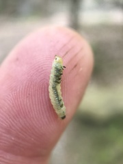 Dichomeris ligulella