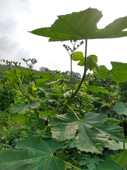 Cnidoscolus multilobus