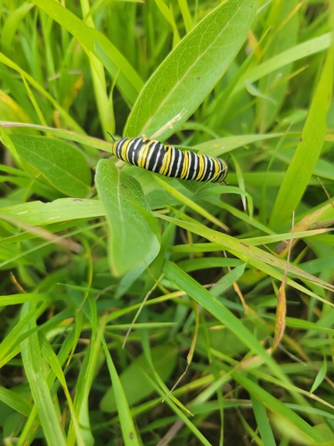 Asclepias ovalifolia, 2026-08-19
