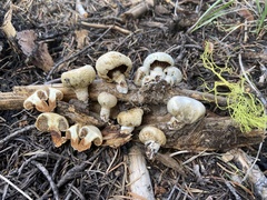 Pholiota nubigena
