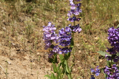 Penstemon payettensis