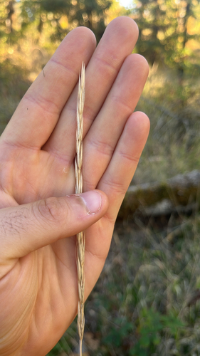 Elymus glaucus observed 2026-10-23