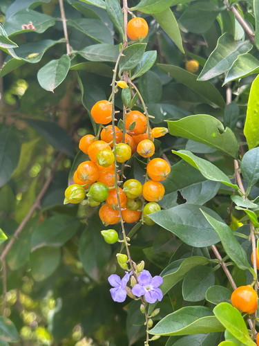 Duranta erecta observed 2026-10-23