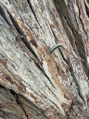 Fall Webworm Moth photograph by the iNaturalist community