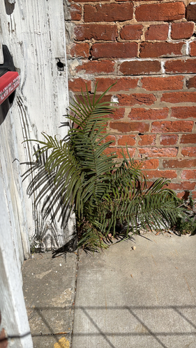 Pteris vittata observed 2026-10-23