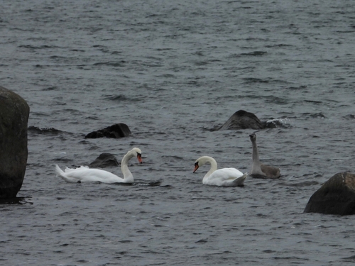 iNaturalist image