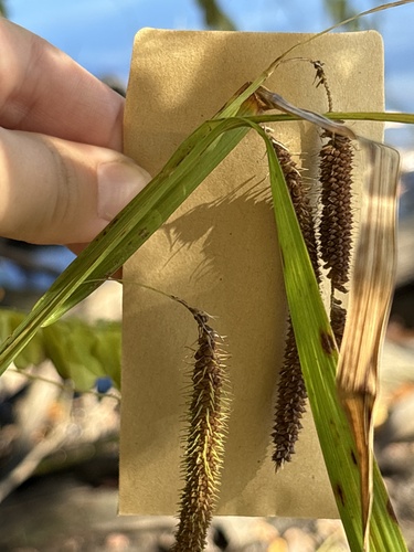 Carex crinita, 2026-10-23