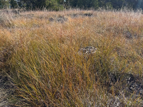 Sporobolus heterolepis, 2026-10-22