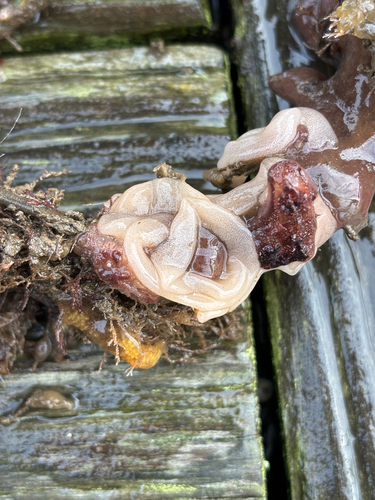 Pelagella castanea observed 2026-10-20