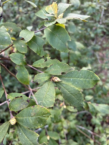 Rhododendron serrulatum, 2026-10-23
