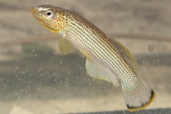 Fundulus catenatus