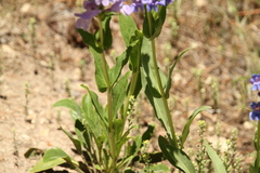 Penstemon payettensis