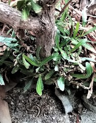 Dodonaea truncatiales