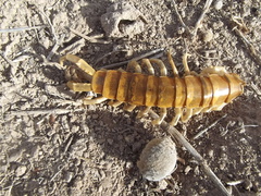 Scolopendra aztecorum