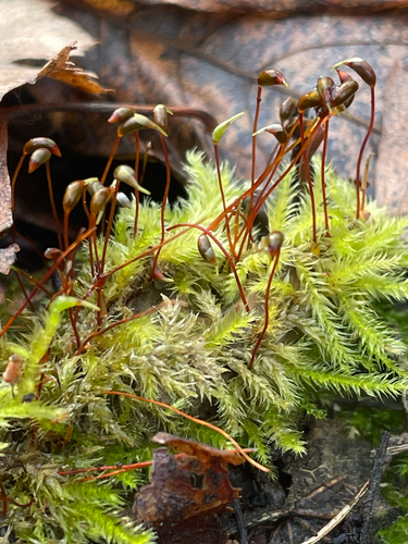 Brachythecium salebrosum observed 2026-10-23