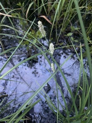 Carex lacustris