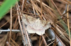 Euchlaena deplanaria
