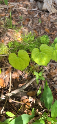 Dioscorea bulbifera observed 2026-10-23