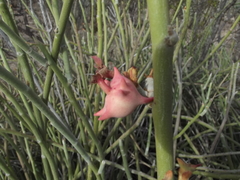 Euphorbia lomelii
