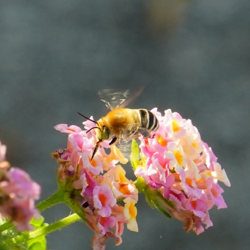 California Digger Bee