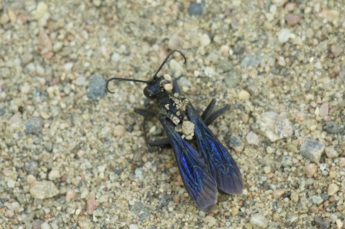 Great Black Digger Wasp