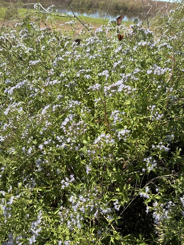Fleischmannia incarnata observed 2026-10-23